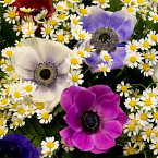 Букет из анемонов и ромашек  "Дочь ветров"