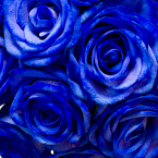 Букет невесты из синих роз "Blue magic"