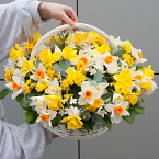 Цветочная композиция "Корзинка с нарциссами"