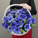 Корзина с анемонами "Небо весной"