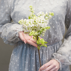 Ветка белой сирени