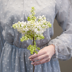 Ветка белой сирени