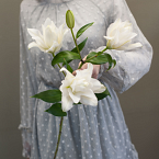 Белая многолепестковая лилия