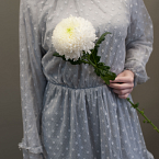 Белая одноголовая хризантема