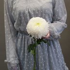 Белая одноголовая хризантема