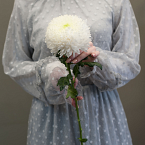 Белая одноголовая хризантема