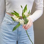 Белая альстромерия