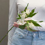 Белая альстромерия