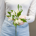 Белая альстромерия