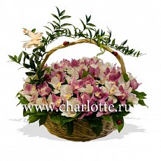 Корзина орхидей "Восточные сказки"