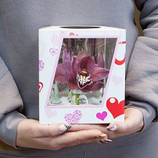 Орхидея в коробочке