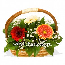 Корзина с герберами "Акварель"