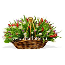 Корзина  тюльпанов "Красный, белый, фиолетовый"                                 