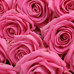 Букет из роз "Розовый блик"