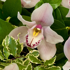 Букет из орхидей " Любимые орхидеи"