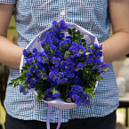 Букет цветов "Синяя статица"