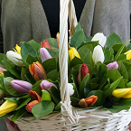 Корзинка из разноцветных тюльпанов (25 тюльпанов)