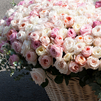 Корзина из пионовидных роз (501 роза)