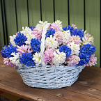 Корзина с цветами "Ароматные гиацинты"