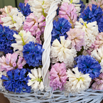 Корзина с цветами "Ароматные гиацинты"