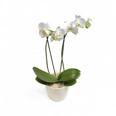 Комнатное растение "Орхидея фаленопсис"
