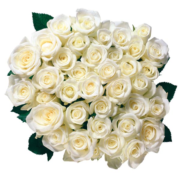 Букет из белых роз "Escimo"
