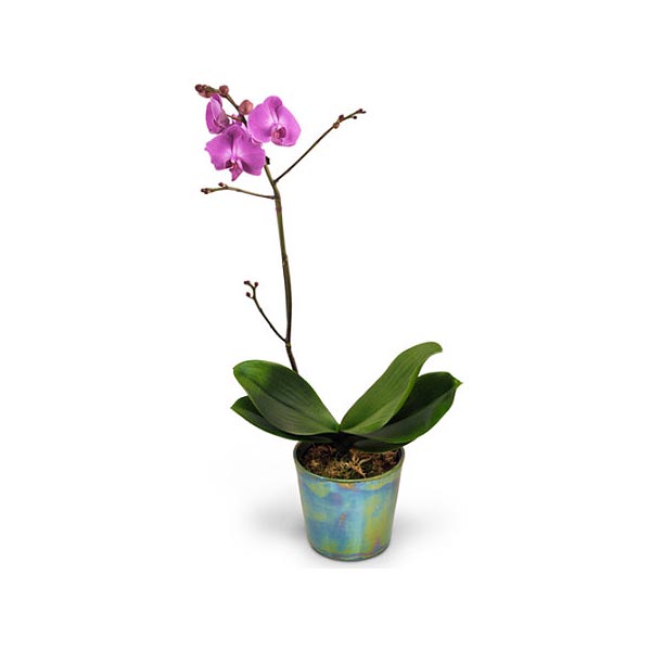 Орхидея в кашпо "Розовый фаленопсис"
