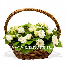 Корзина цветов "Bianco"
