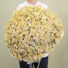 Букет цветов "101 ромашка"