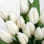 Букет тюльпанов "Белые тюльпаны"
