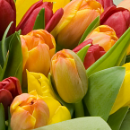 Букет тюльпанов "Поцелуй весеннего солнышка"