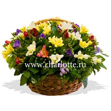 Заказать Корзина фрезий "Ароматы весны" с доставкой в Charlotte.ru Корзина фрезий "Ароматы весны"